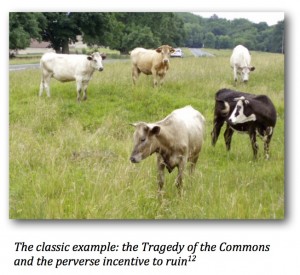 Cows_Commons