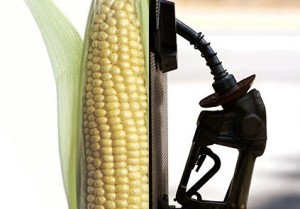 corn-worse-than-oil