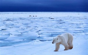 Polar Bears Ice Caps Climate Change Global Warming