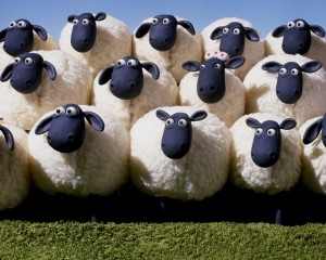 sheeple-sheep-shepherd