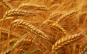 wheat-procurement-food-gmo