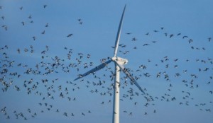 wind turbine mill birds bats
