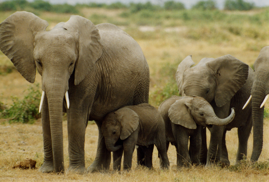 elephants_endangered species_PETA